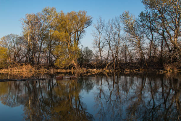 Morning in the early spring season at a Little Danube river, creating lakes, surrounded by high old trees, with small leaves. Reflection in the water. Malinovo, Slovakia.