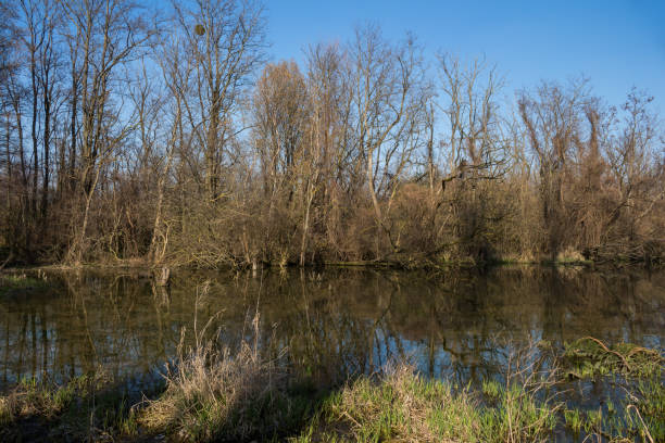 istock Lake and a forest, Most pri Bratislave 1220106717