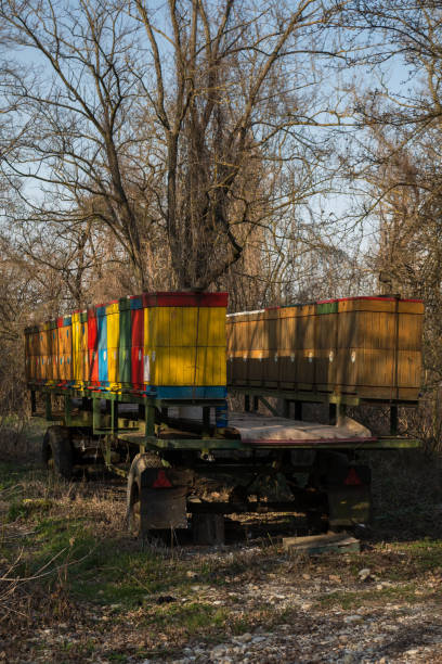 istock Hives in the spring forest, Slovakia 1220106766