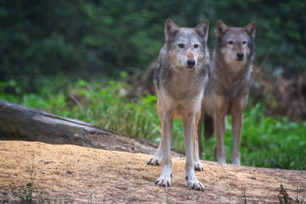 istock A pair of Mackenzie Valley Wolves 1220106957
