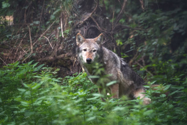 istock Mackenzie Valley wolf in in forest undergrowth 1220106959