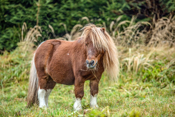 istock view of a horse running on field 1220107497