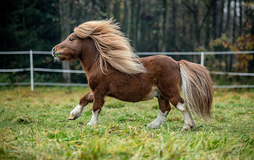 Shetland pony runs cheerfully in the sun