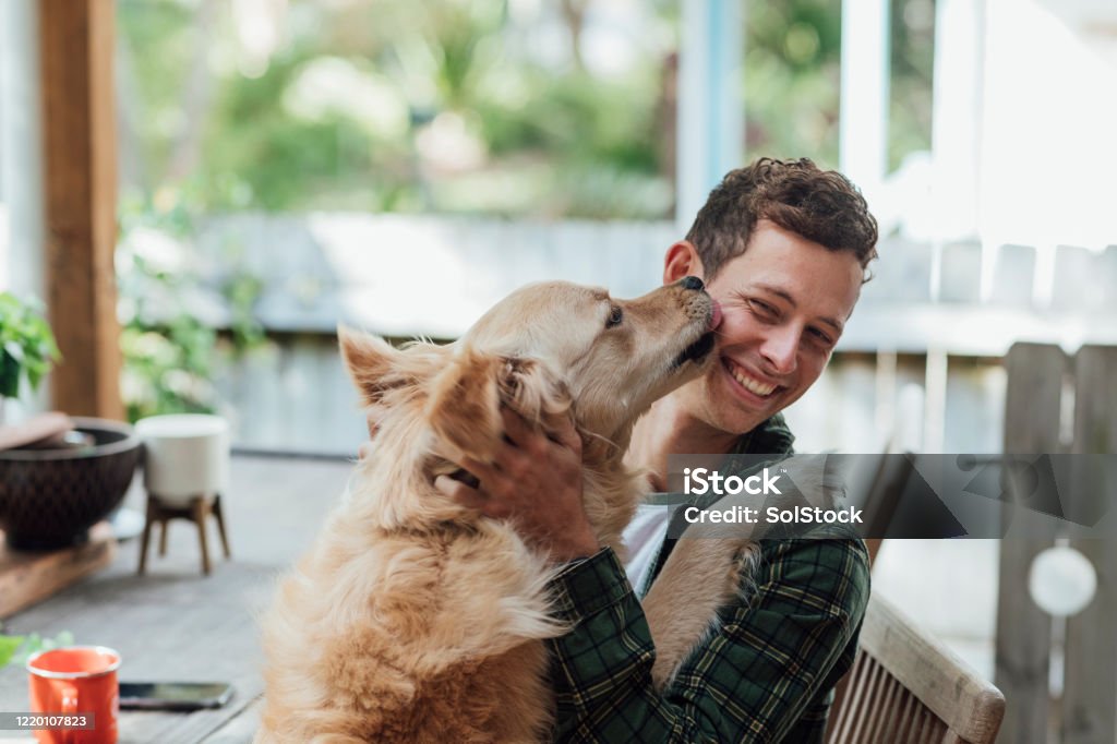 We're Best Friends! A side view shot of a young man playing with his cute dog, the dog is licking his face and the man is smiling. Dog Stock Photo