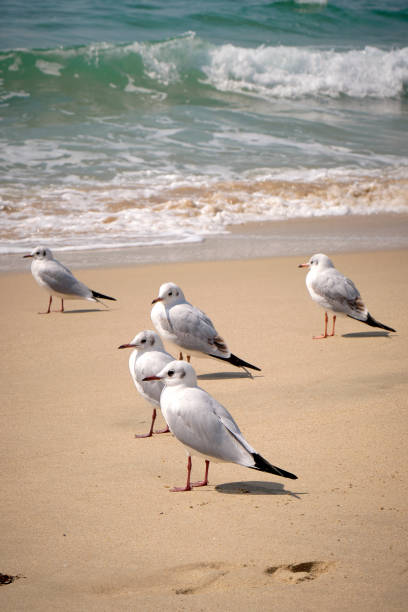 A flock of seagulls on the beach in Galveston, Texas