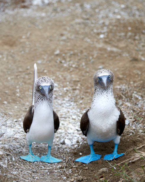 Blue-footed booby Peruvian Blue-footed booby Couple sula nebouxii stock pictures, royalty-free photos & images
