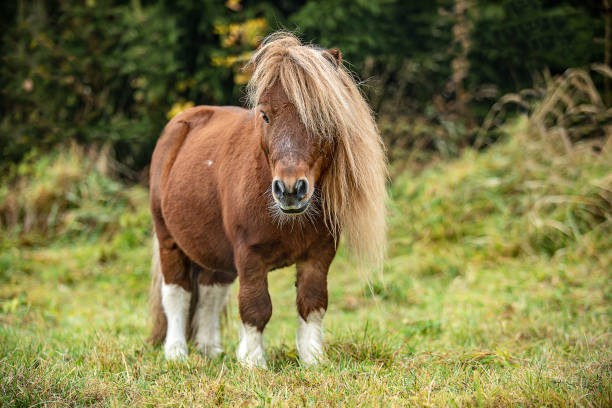 istock view of a horse running on field 1220107967