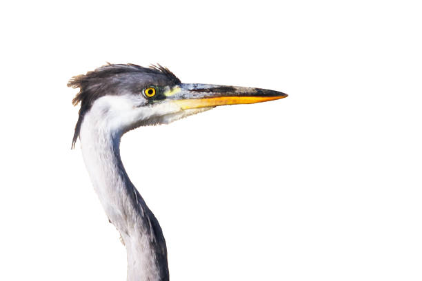 istock Portrait of a gray heron. White background. 1220108112