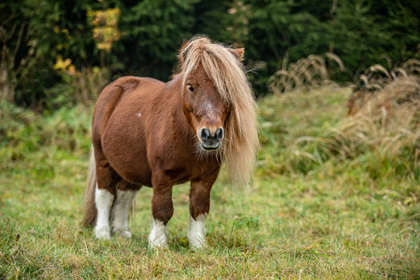istock view of a horse running on field 1220108268