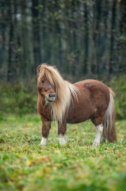 istock view of a horse running on field 1220108271