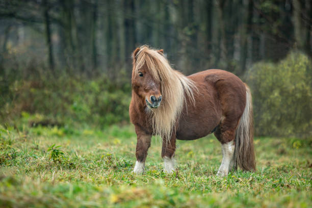 istock view of a horse running on field 1220109229