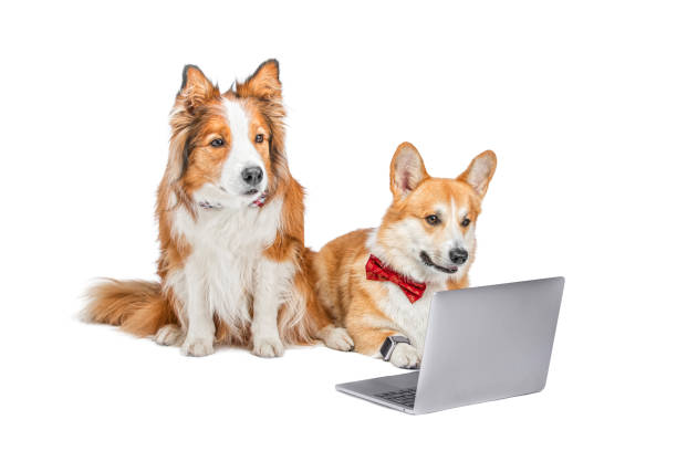 istock Two dogs and a laptop. 1220111209