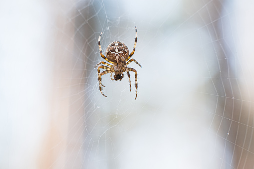 Portrait macro giant spider on spiderweb with soft nature background, insect in forest