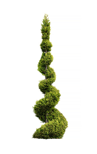 Thuja conifer trimmed in the form of a spiral on the isolated white background.