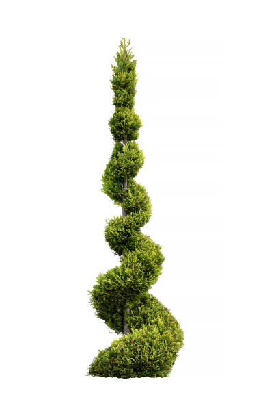 Thuja conifer trimmed in the form of a spiral on the isolated white background. topiary stock photo