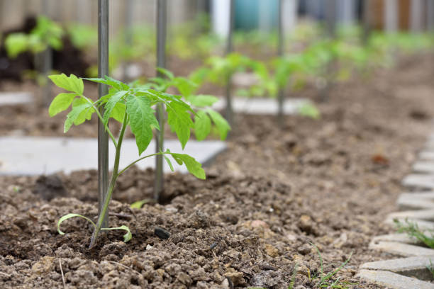 istock A young sprout of tomatoes emerges from under the ground and grows next to a peg for attaching a plant 1220114485