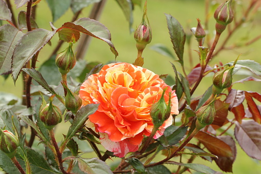 Orange-yellow colored, flamed noble rose \