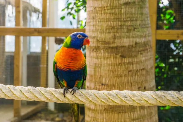 Photo of closeup portrait of a rainbow lorikeet, colorful tropical bird specie from australia