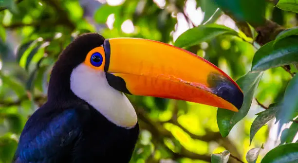 Photo of closeup portrait of the face of a toco toucan, tropical bird specie from America