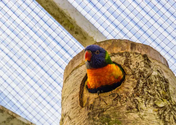 Photo of closeup of a rainbow lorikeet looking out of its birdhouse, colorful tropical bird specie from australia