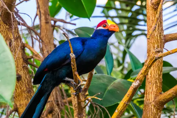 Photo of beautiful closeup portrait of a violet turaco, popular exotic bird specie from africa