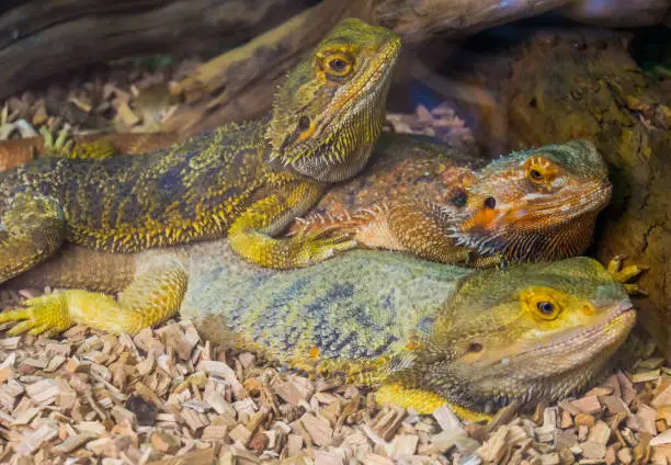 Photo of bearded dragon lizard family portrait, tropical reptile specie, popular terrarium pet in herpetoculture