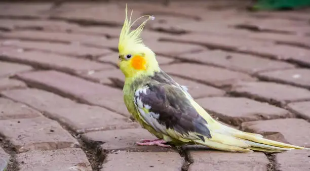 Photo of portrait of a cockatiel in closeup, popular pet in aviculture, tropical bird specie from Australia