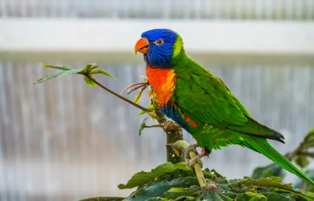 Photo of closeup of a rainbow lorikeet in a tree, colorful tropical bird specie from australia