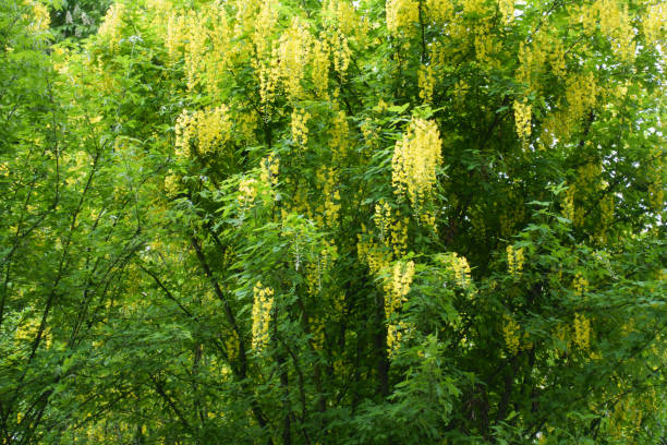 A lot of yellow racemes of Laburnum anagyroides in May A lot of yellow racemes of Laburnum anagyroides in May bright yellow laburnum flowers in garden golden chain tree image stock pictures, royalty-free photos & images