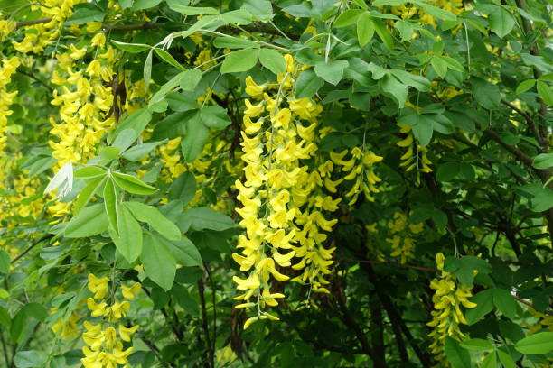 Close shot of panicle of yellow flowers of Laburnum anagyroides in May Close shot of panicle of yellow flowers of Laburnum anagyroides in May bright yellow laburnum flowers in garden golden chain tree image stock pictures, royalty-free photos & images