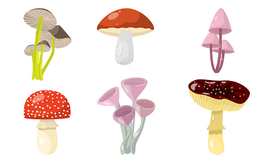 Collection set of different types of mushrooms for food and poisonous fungi group toadstool icons. Autumn forest plant concept. Isolated vector icon illustration on white background in cartoon style