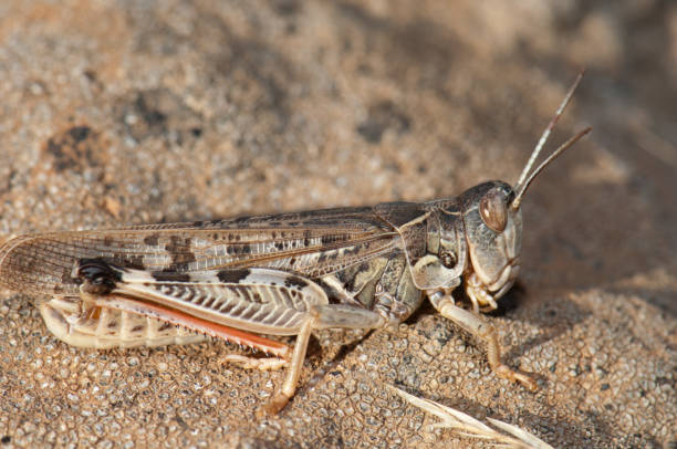 istock Canarian pincer grasshopper Calliptamus plebeius on the ground. 1220116241