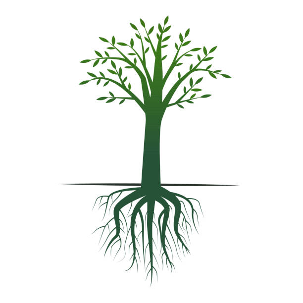 green tree with crown and root green tree with crown and root on a white background ecologia stock illustrations