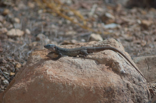 istock Gran Canaria giant lizard Gallotia stehlini sunbathing. 1220116504