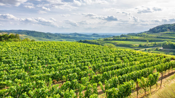 istock aerial view vineyard scenery at Kaiserstuhl Germany 1220117330