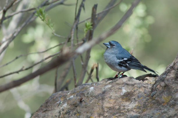 istock Gran Canaria blue chaffinch Fringilla polatzeki on a rock. 1220117695