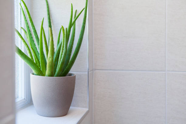 Aloe Vera plant in bathroom
