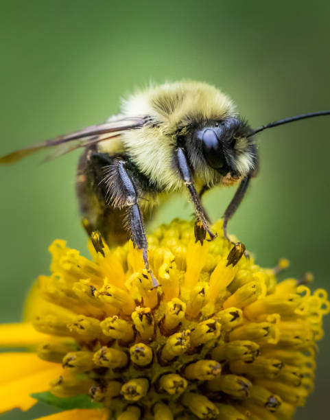 A close up portrait of a bumblebee on a yellow daisy stock photo