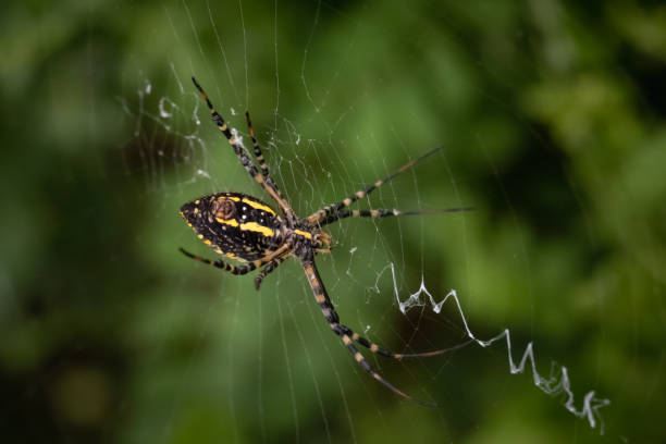 istock A black and yellow garden spider on its web 1220119468