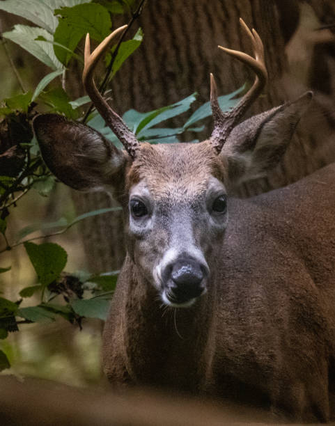 A young male white-tailed deer shows off its antlers stock photo