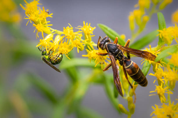 A brown paper wasp feeds on some small yellow flowers stock photo