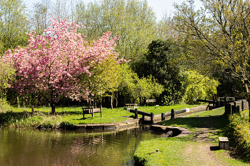 A cherry blossom tree in the Orchard Lock near Bosley Locks, in Macclesfield, Cheshire, UK