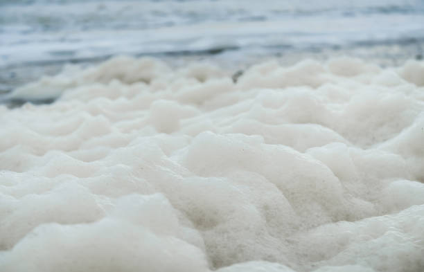 Aerial sea foam lies on the seashore.