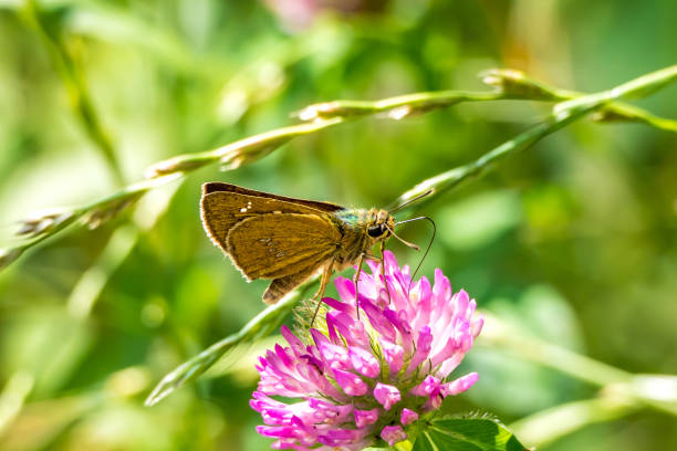 istock a flower swift on a pink clover 1220123580