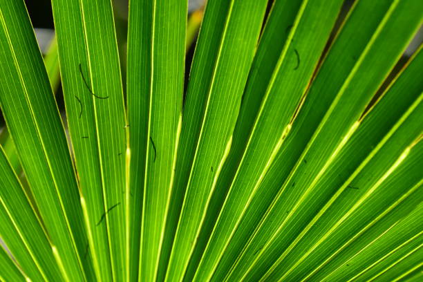 istock Backlit Saw Palmetto frond with pine needle ash shadows 1220123611