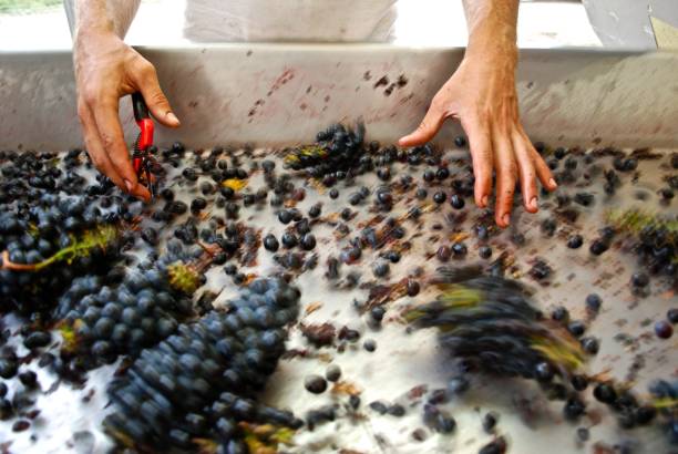 istock The making of Chianti Classico 1220123664