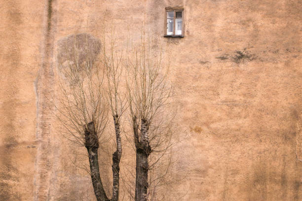 istock Old wall of house with a lonely window and a tree 1220124145