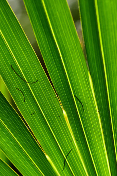 istock Backlit Saw Palmetto frond with curvy filament shadows 1220124678