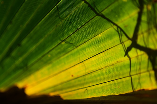 Cabbage Palm (Sabal palmetto) bright green backlit frond  with shadows. Photo taken at Morningside nature Center in Gainesville, Florida. Nikon D7200 with Nikon 200mm macro lens