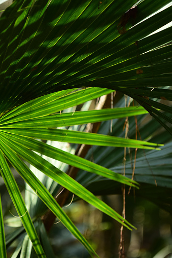 Cabbage Palm (Sabal palmetto) bright green backlit frond  with shadows. Photo taken at Morningside nature Center in Gainesville, Florida. Nikon D7200 with Nikon 200mm macro lens